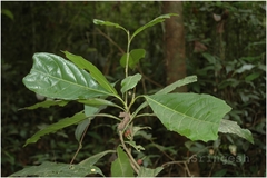 Agrostistachys indica